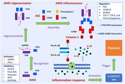 Roles of AIM2 Gene and AIM2 Inflammasome in the Pathogenesis and Treatment of Psoriasis